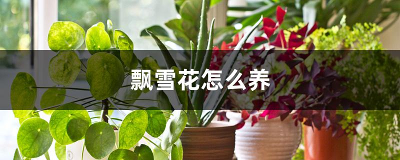 飘雪花怎么养 飘雪花怎么养