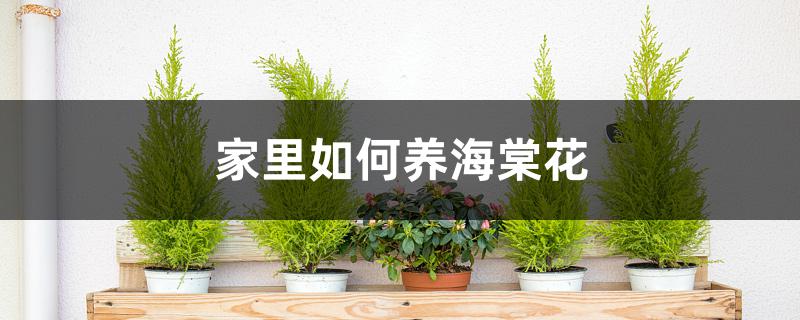 家里如何养海棠花 家里如何养海棠花