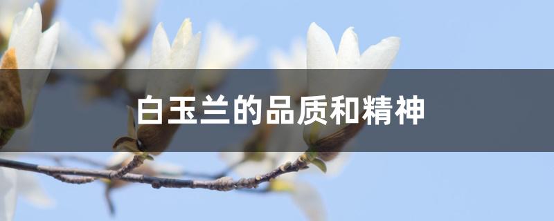 白玉兰的品质和精神 白玉兰的品质和精神