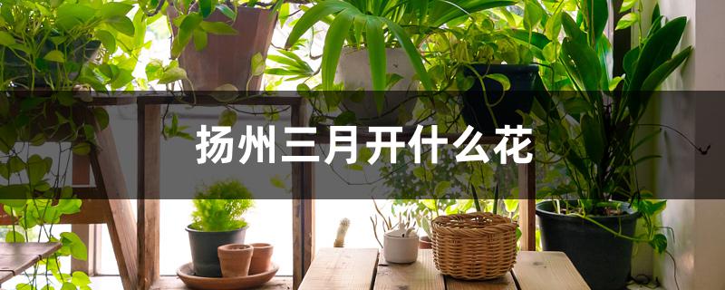 扬州三月开什么花 扬州三月开什么花