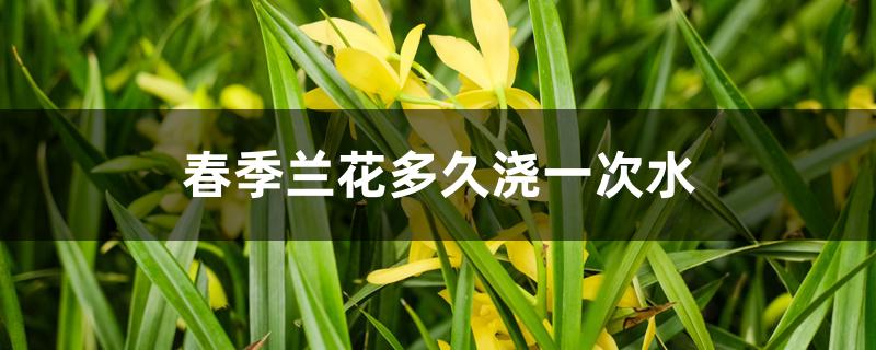 春季兰花多久浇一次水 春季兰花多久浇一次水