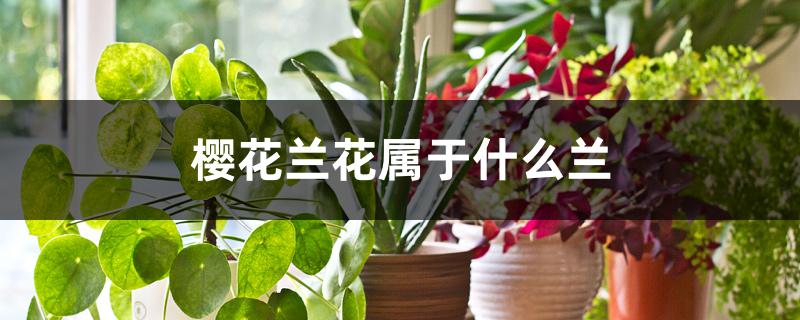 樱花兰花属于什么兰 樱花兰花属于什么兰