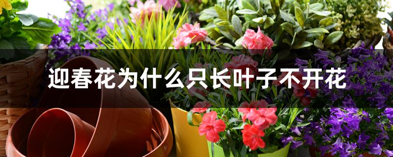 迎春花为什么只长叶子不开花 迎春花为什么只长叶子不开花