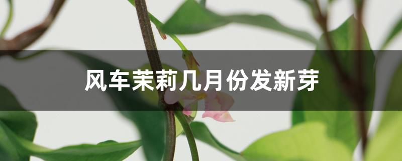 风车茉莉几月份发新芽 风车茉莉几月份发新芽