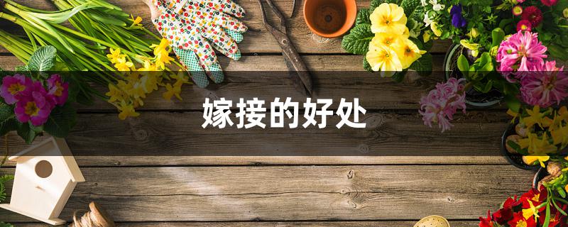 嫁接的好处 嫁接的好处
