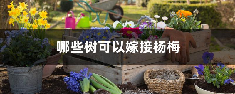 哪些树可以嫁接杨梅 哪些树可以嫁接杨梅