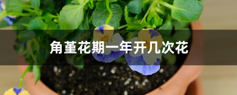 角堇花期一年开几次花 角堇花期一年开几次花