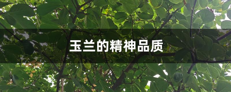 玉兰的精神品质 玉兰的精神品质