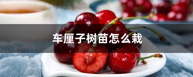 车厘子树苗怎么栽 车厘子树苗怎么栽