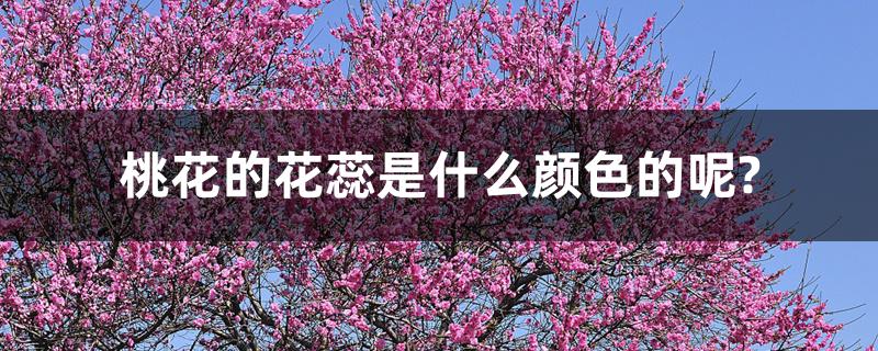 桃花的花蕊是什么颜色的呢? 桃花的花蕊是什么颜色的呢?