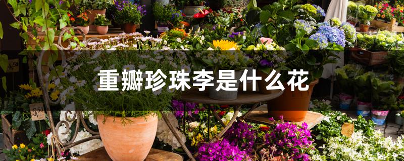 重瓣珍珠李是什么花 重瓣珍珠李是什么花