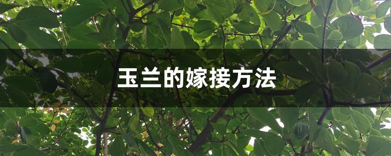 玉兰的嫁接方法 玉兰的嫁接方法