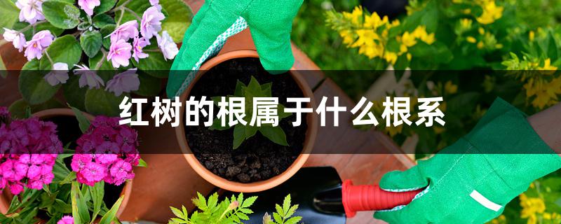 红树的根属于什么根系 红树的根属于什么根系