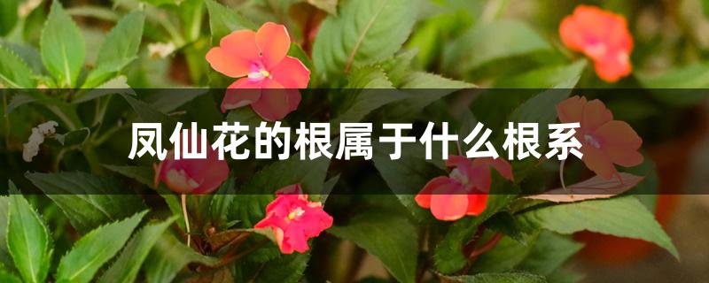 凤仙花的根属于什么根系