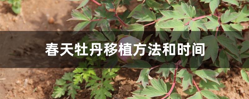 春天牡丹移植方法和时间 春天牡丹移植方法和时间