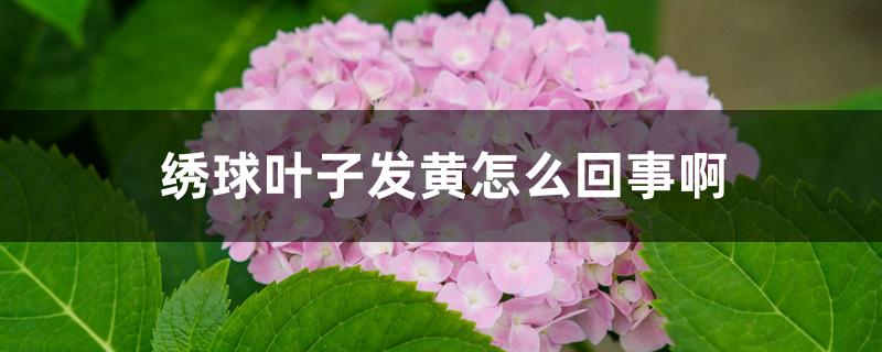绣球叶子发黄怎么回事啊 绣球叶子发黄怎么回事啊