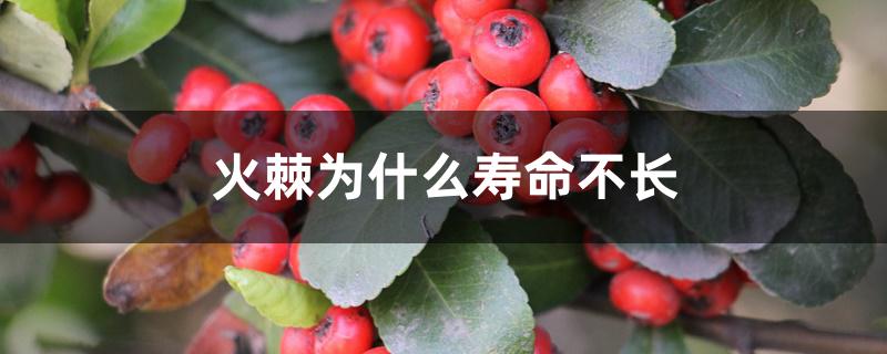 火棘为什么寿命不长 火棘为什么寿命不长