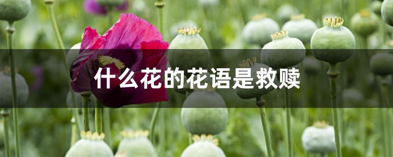 什么花的花语是救赎 什么花的花语是救赎