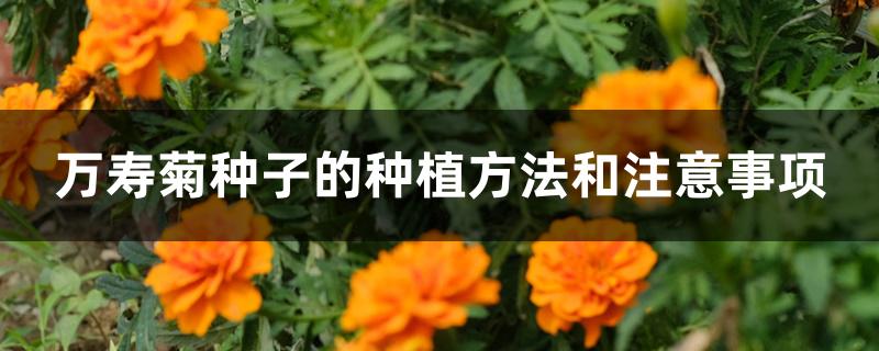 万寿菊种子的种植方法和注意事项 万寿菊种子的种植方法和注意事项