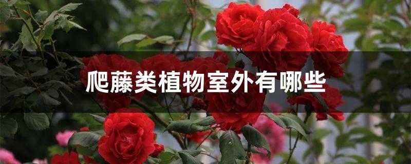 爬藤类植物室外有哪些 爬藤类植物室外有哪些