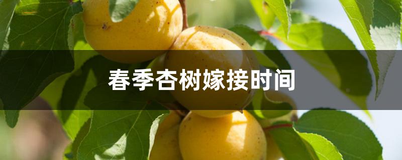 春季杏树嫁接时间 春季杏树嫁接时间