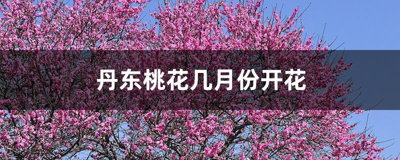 丹东桃花几月份开花 丹东桃花几月份开花
