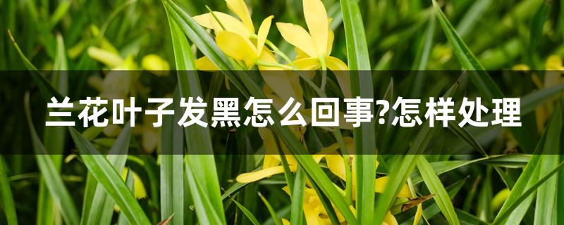 兰花叶子发黑怎么回事 兰花叶子发黑怎么回事