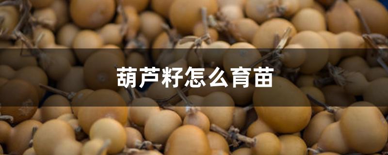 葫芦籽怎么育苗 葫芦籽怎么育苗