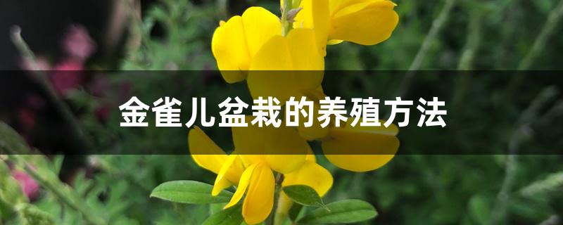 金雀儿盆栽的养殖方法 金雀儿盆栽的养殖方法