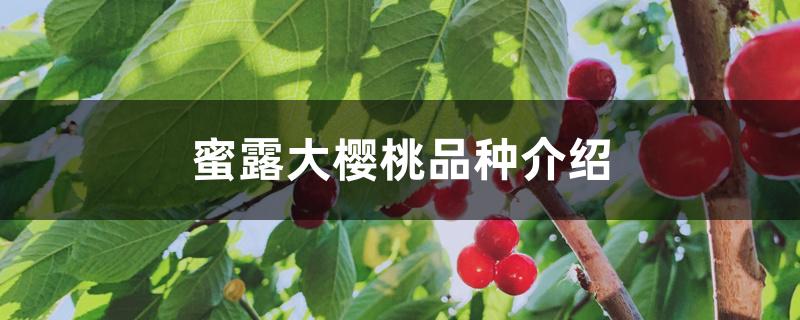 蜜露大樱桃品种介绍 蜜露大樱桃品种介绍