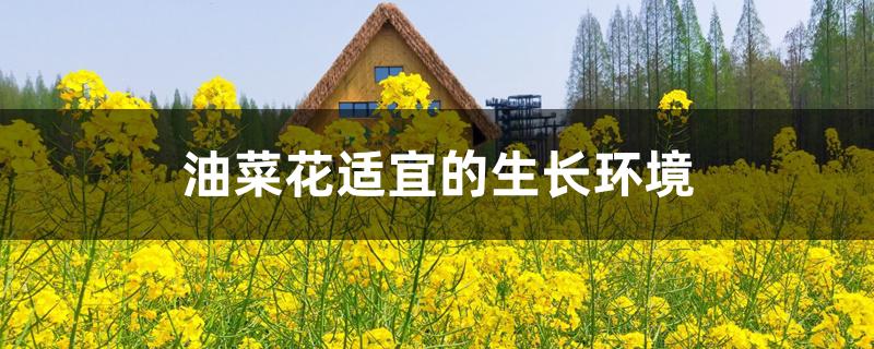 油菜花适宜的生长环境 油菜花适宜的生长环境