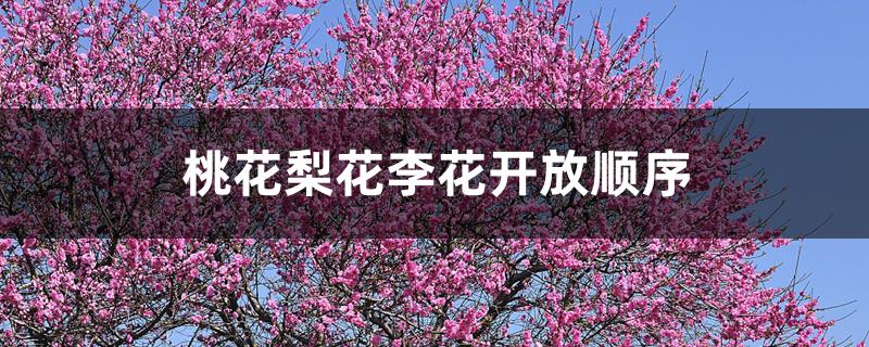 桃花梨花李花开放顺序 桃花梨花李花开放顺序