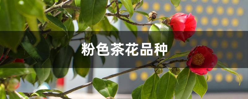 粉色茶花品种 粉色茶花品种