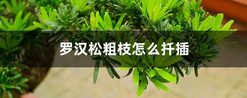 罗汉松粗枝怎么扦插 罗汉松粗枝怎么扦插