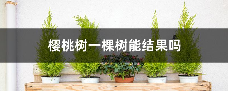 樱桃树一棵树能结果吗 樱桃树一棵树能结果吗
