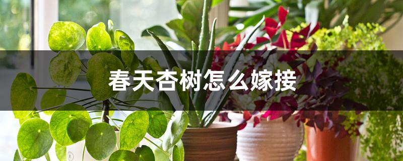 春天杏树怎么嫁接 春天杏树怎么嫁接