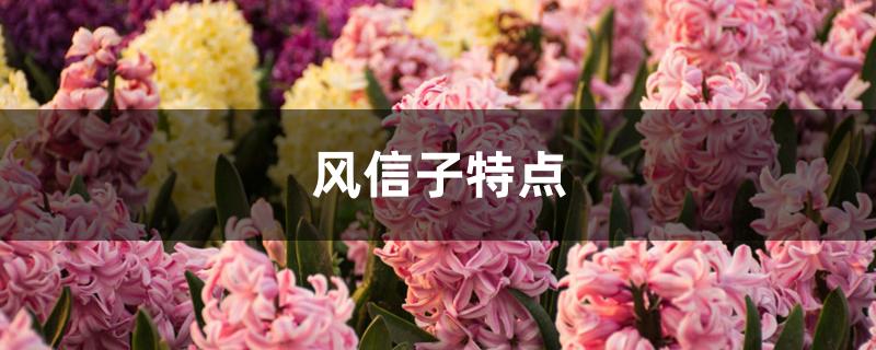 风信子特点 风信子特点