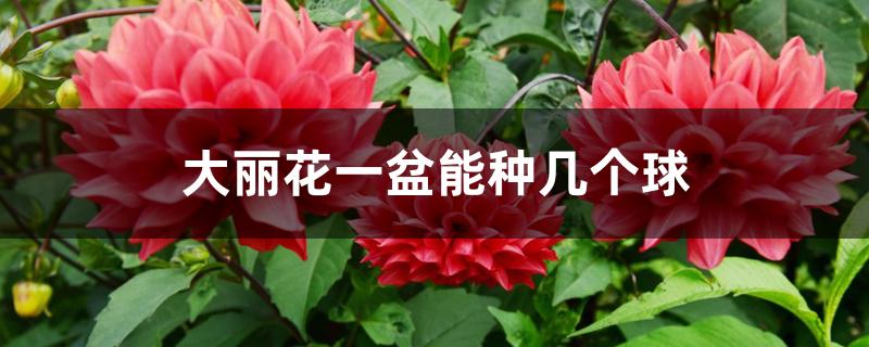 大丽花一盆能种几个球 大丽花一盆能种几个球