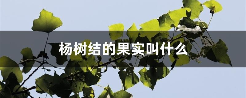 杨树结的果实叫什么 杨树结的果实叫什么