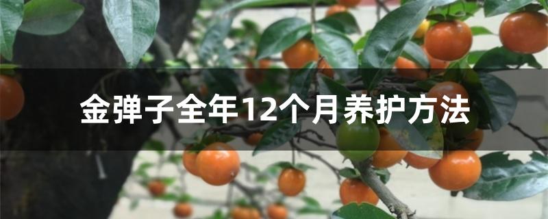 金弹子全年12个月养护方法 金弹子全年12个月养护方法