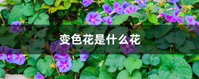 变色花是什么花 变色花是什么花