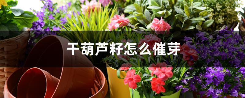 干葫芦籽怎么催芽 干葫芦籽怎么催芽