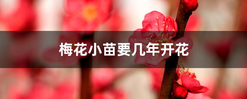 梅花小苗要几年开花 梅花小苗要几年开花