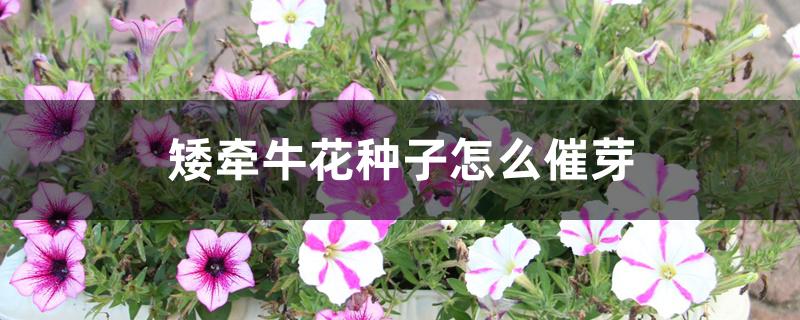 矮牵牛花种子怎么催芽 矮牵牛花种子怎么催芽