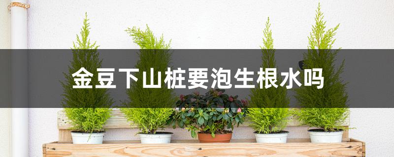 金豆下山桩要泡生根水吗 金豆下山桩要泡生根水吗