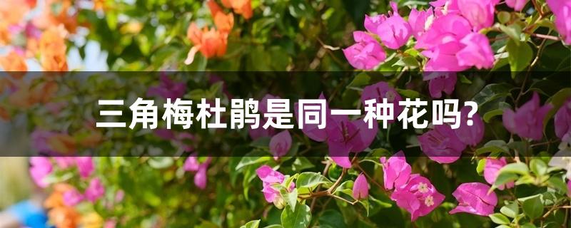 三角梅杜鹃是同一种花吗? 三角梅杜鹃是同一种花吗?