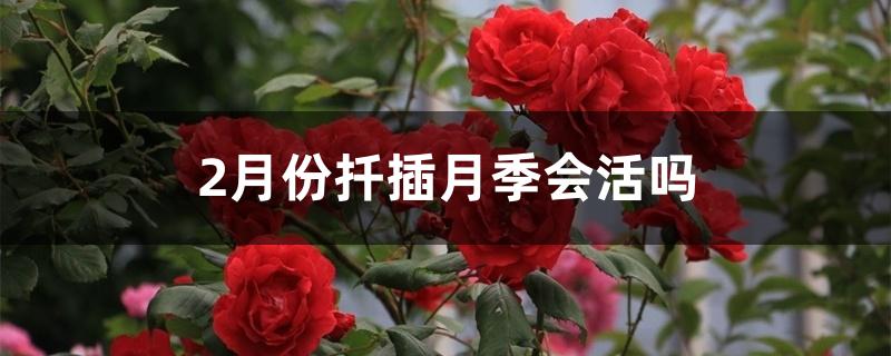 2月份扦插月季会活吗 2月份扦插月季会活吗