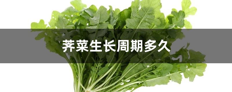 荠菜生长周期多久 荠菜生长周期多久