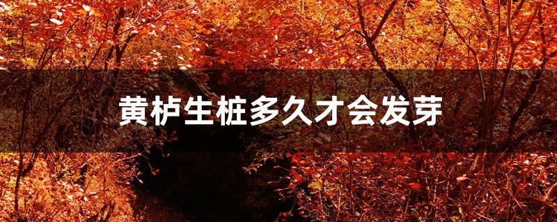 黄栌生桩多久才会发芽 黄栌生桩多久才会发芽