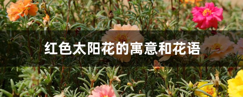 红色太阳花的寓意和花语 红色太阳花的寓意和花语